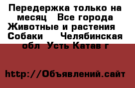 Передержка только на месяц - Все города Животные и растения » Собаки   . Челябинская обл.,Усть-Катав г.
